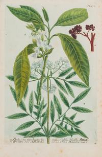 A Group of Six Hand-Colored Botanical Engravings from Johann A Weinmann's Phytanthoza Iconographia — CIRCA 1740