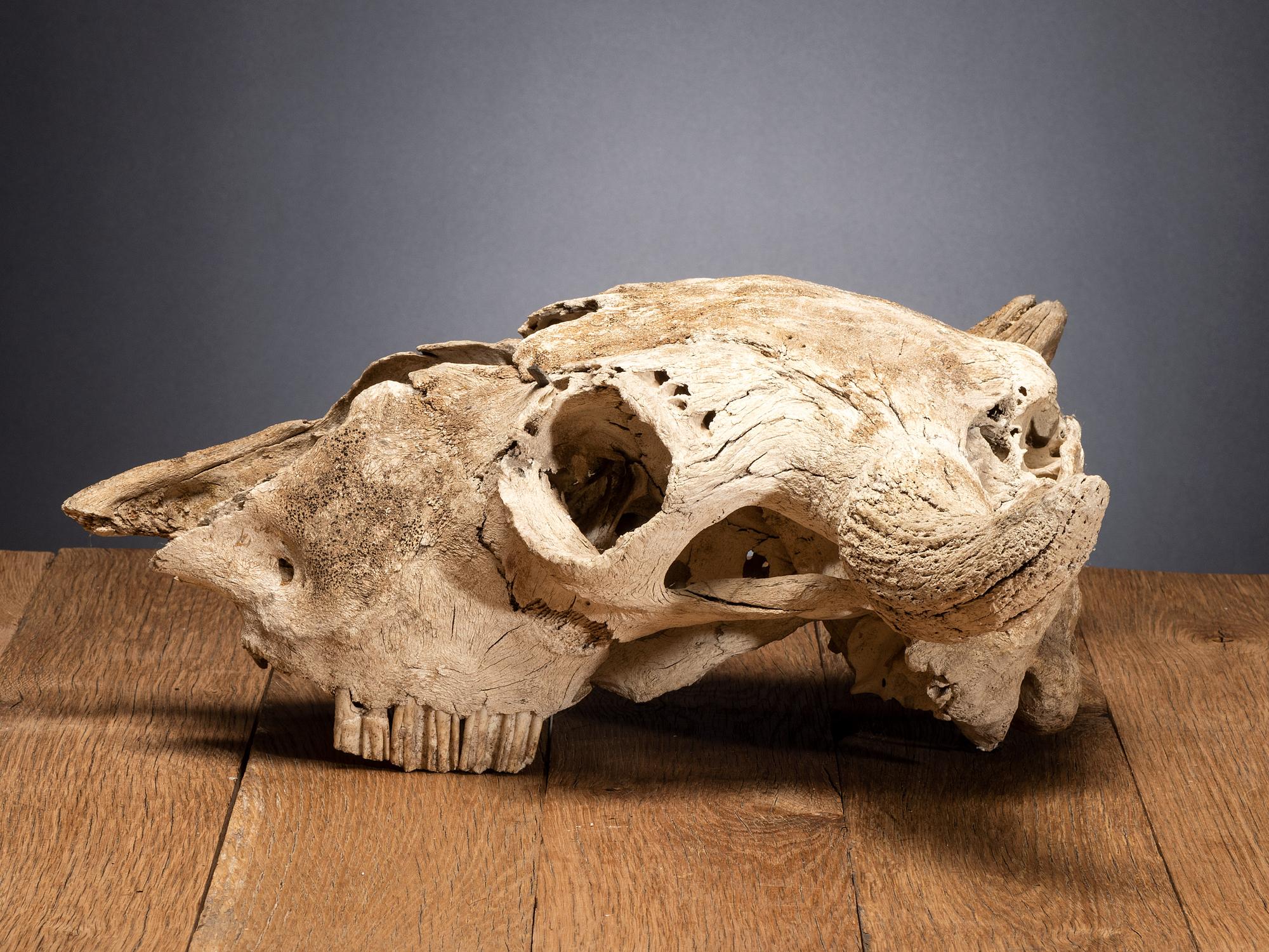 Buffalo Skull, with Arrowhead