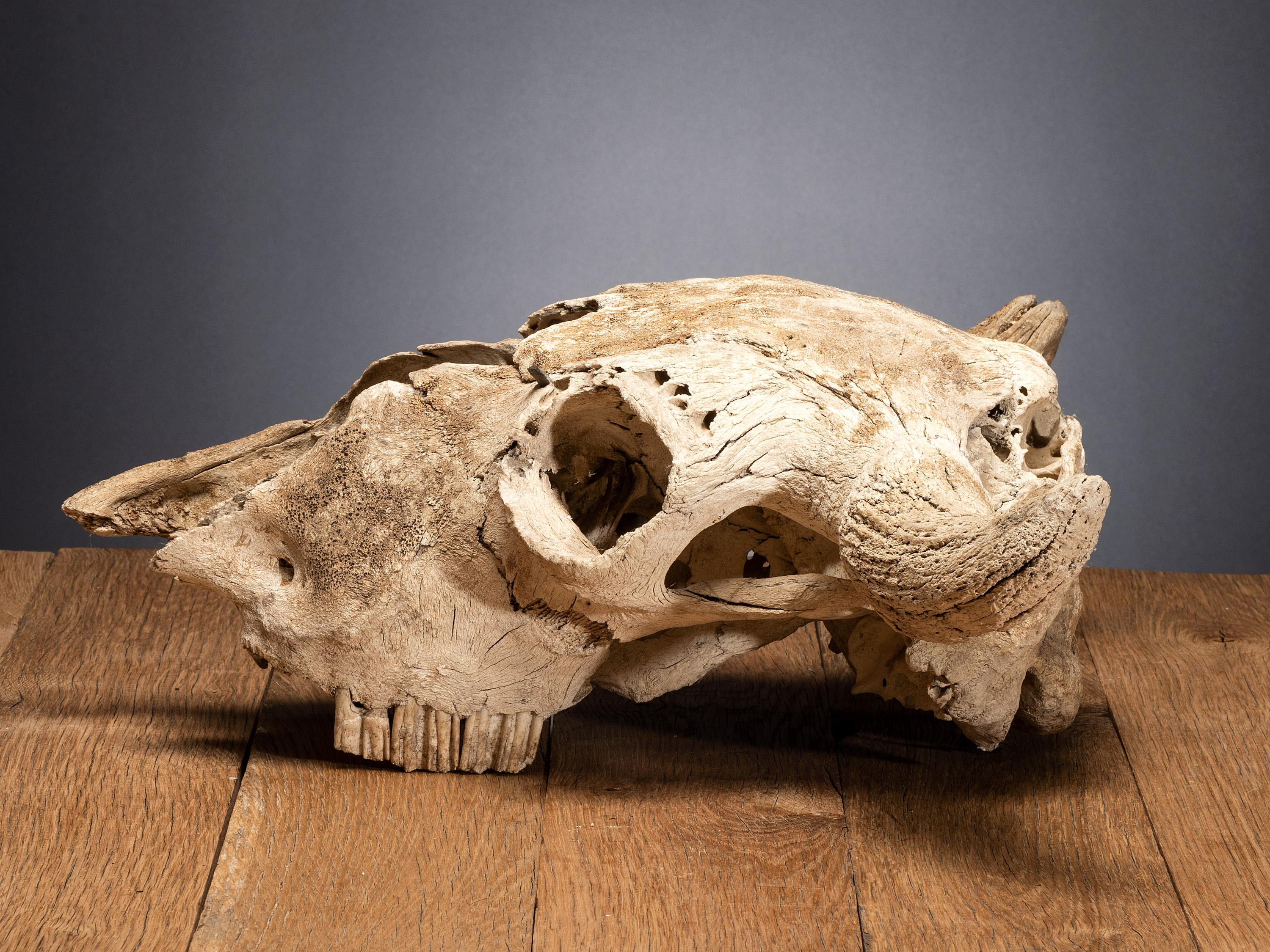 Buffalo Skull, with Arrowhead