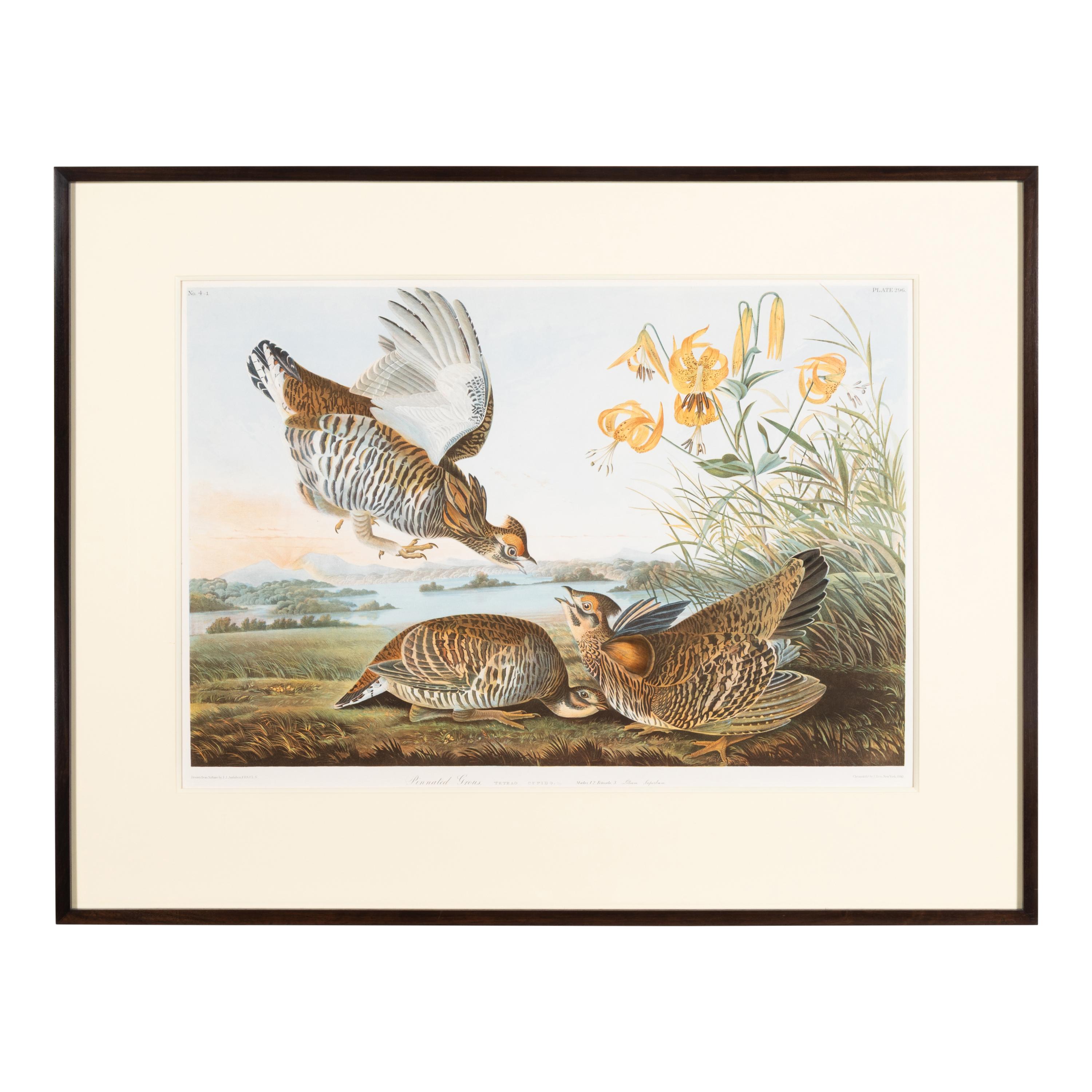 Audubon, John James (1785-1851) Pinnated Grous (Plate 296) Tetrao Cupido