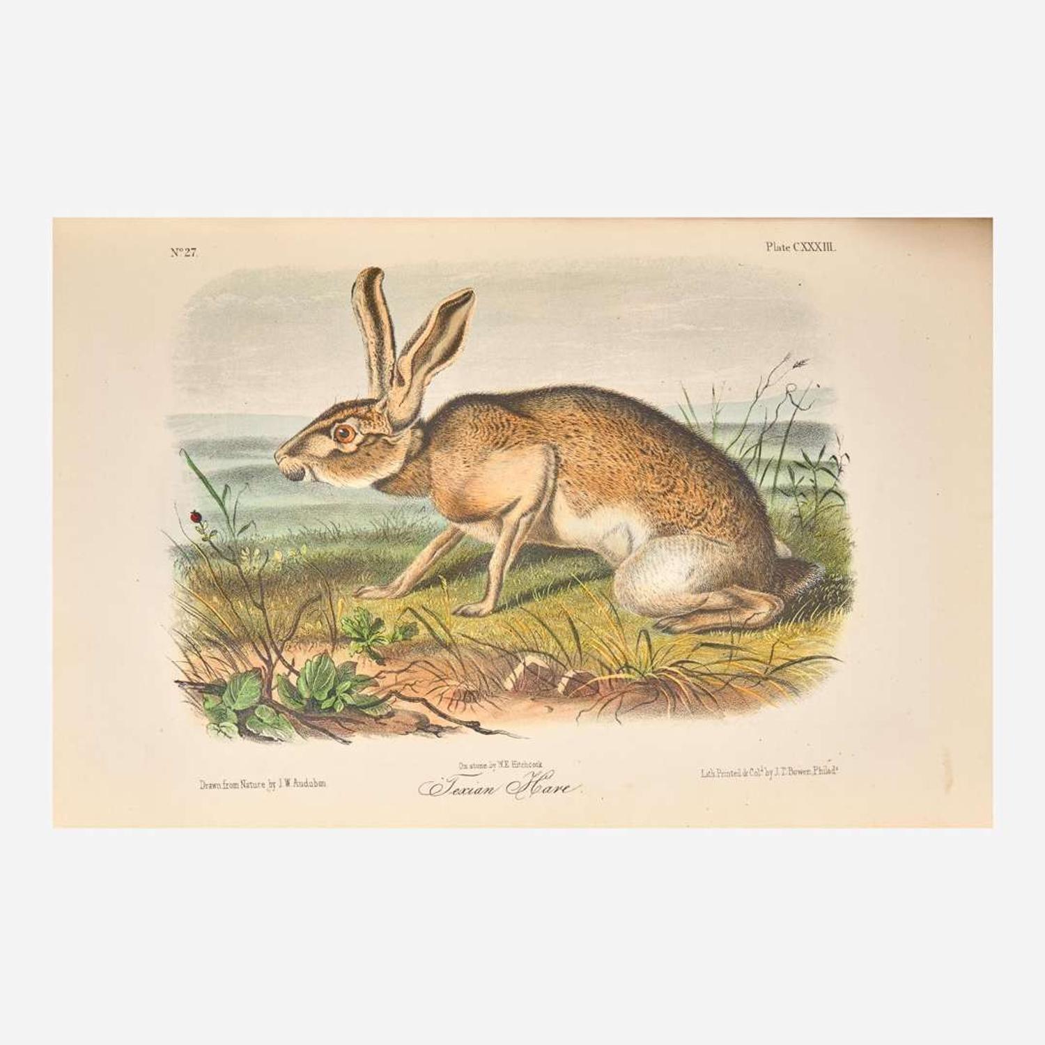 [Americana] Audubon, John James, and John Bachman The Quadrupeds of North America