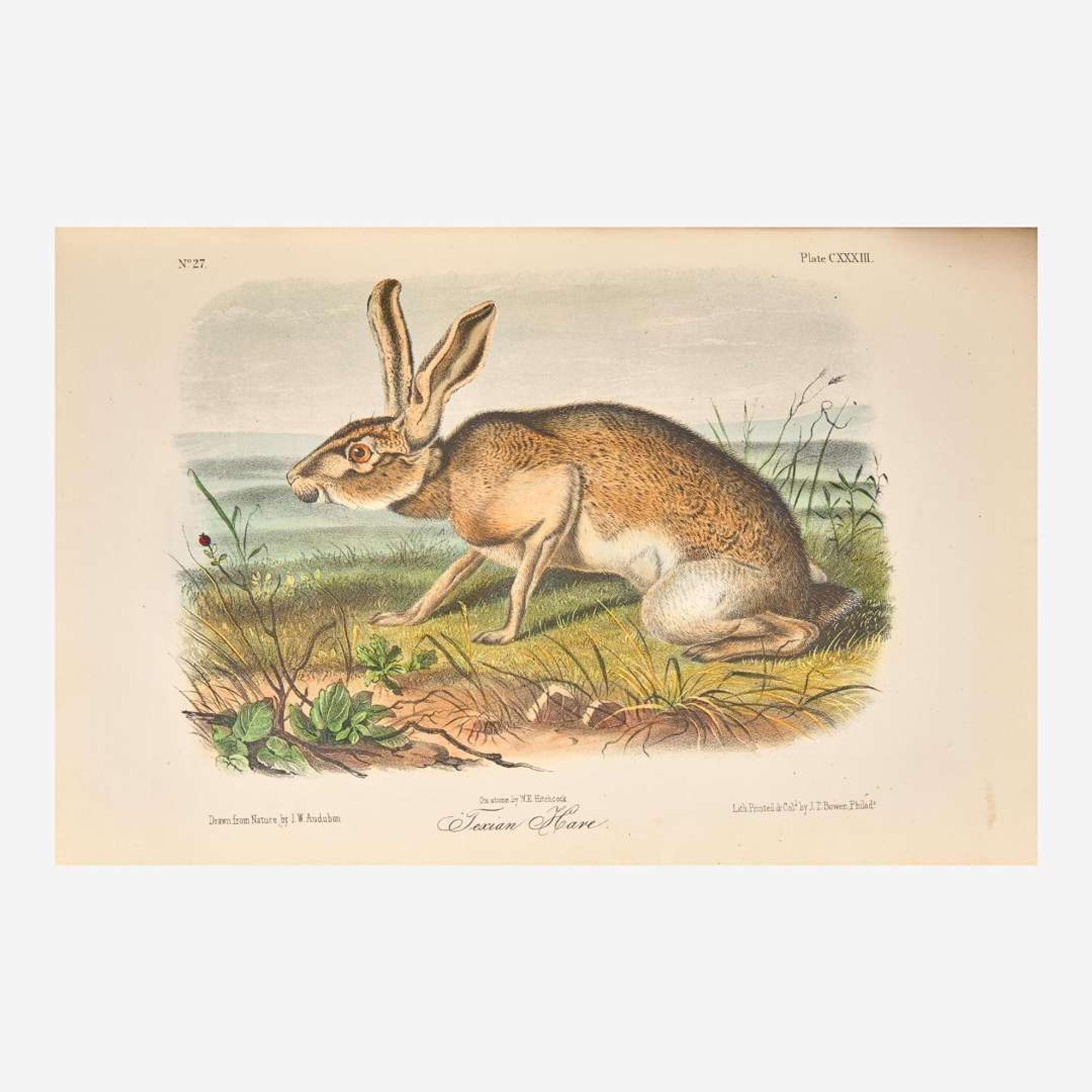 [Americana] Audubon, John James, and John Bachman The Quadrupeds of North America