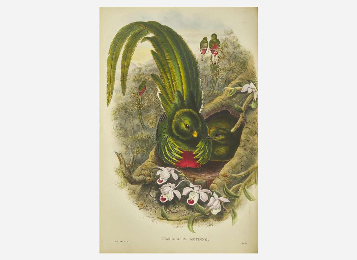 [Natural History] Gould, John: A Monograph of the Trogonidae, or Family of Trogons