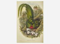 [Natural History] Gould, John: A Monograph of the Trogonidae, or Family of Trogons