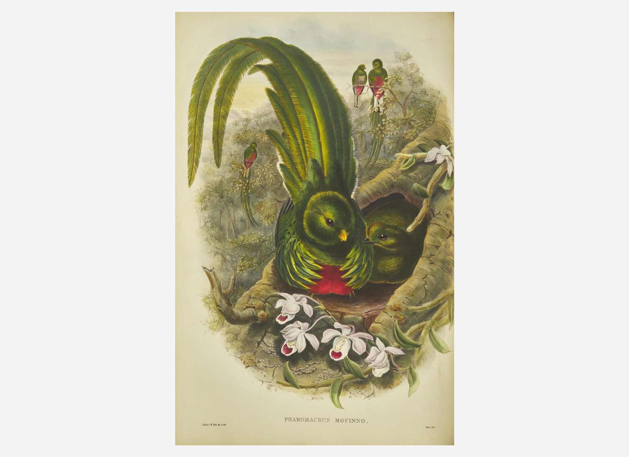 [Natural History] Gould, John: A Monograph of the Trogonidae, or Family of Trogons
