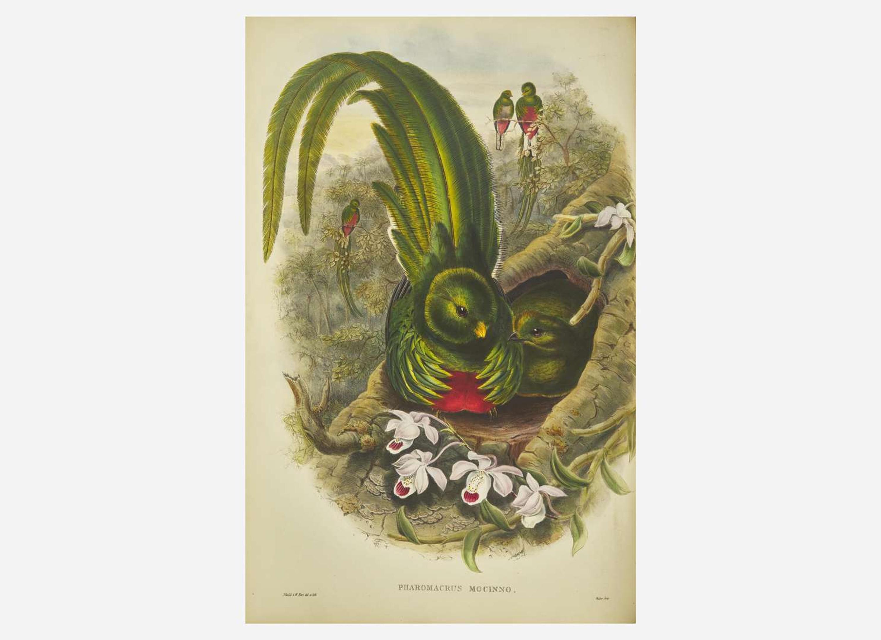 [Natural History] Gould, John: A Monograph of the Trogonidae, or Family of Trogons