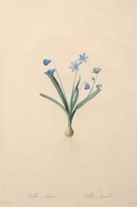 A Set of Six Botanical Artworks