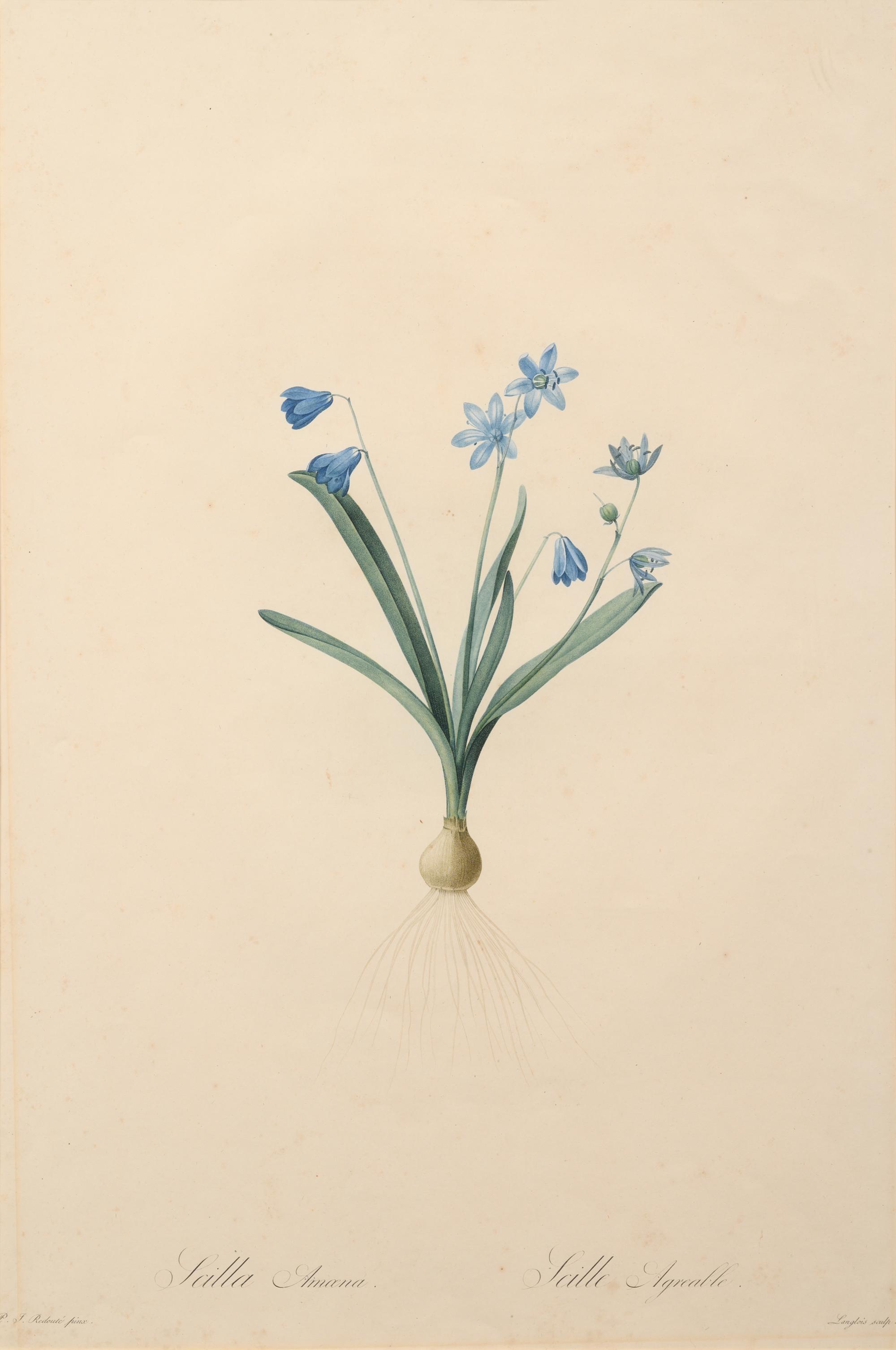 A Set of Six Botanical Artworks