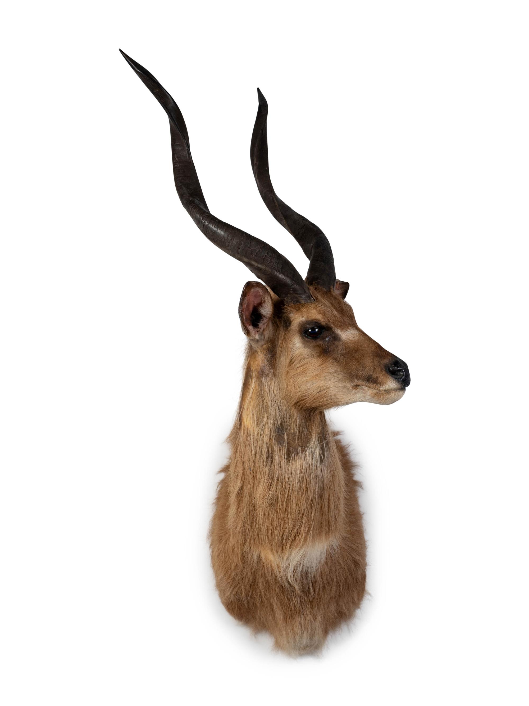 A Shoulder Mount Taxidermy Sitatunga