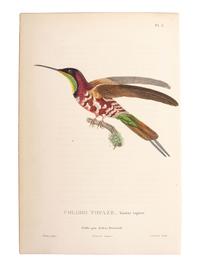 A Group of Avian and Botanical Prints
