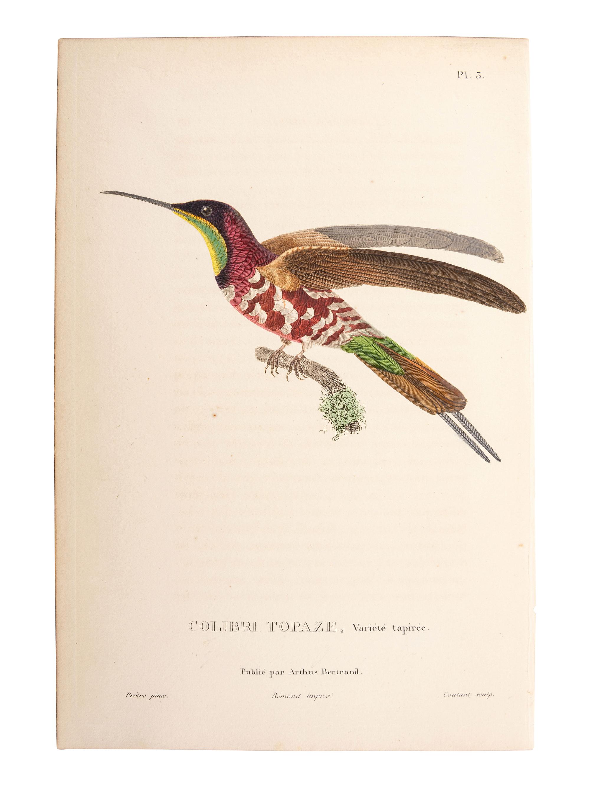A Group of Avian and Botanical Prints