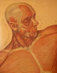 A Pair of German Large Medical Study Prints: Original Deutches Hygiene Museum — CC Meinhold & Sohne, Dresden