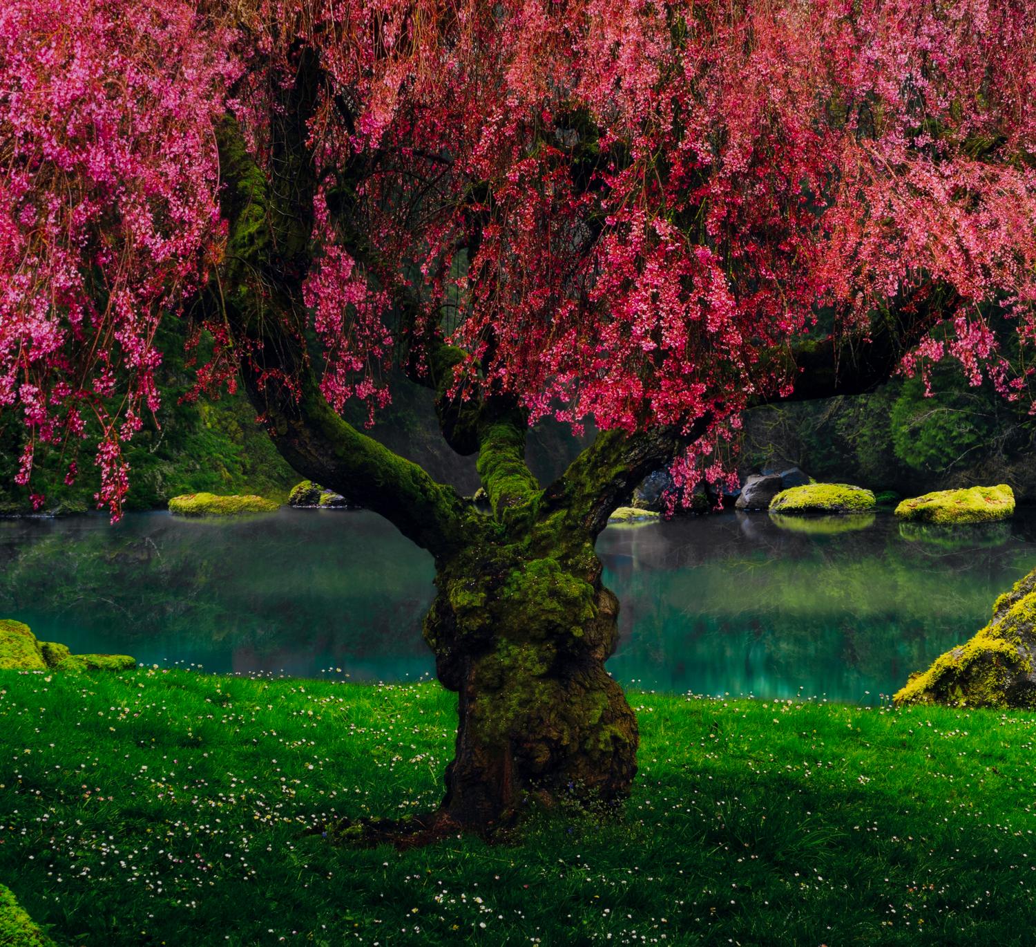 Tree of Dreams, 2010