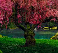 Tree of Dreams, 2010