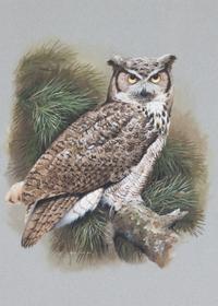 Terance James Bond, (British, b. 1946), Great Horned Owl