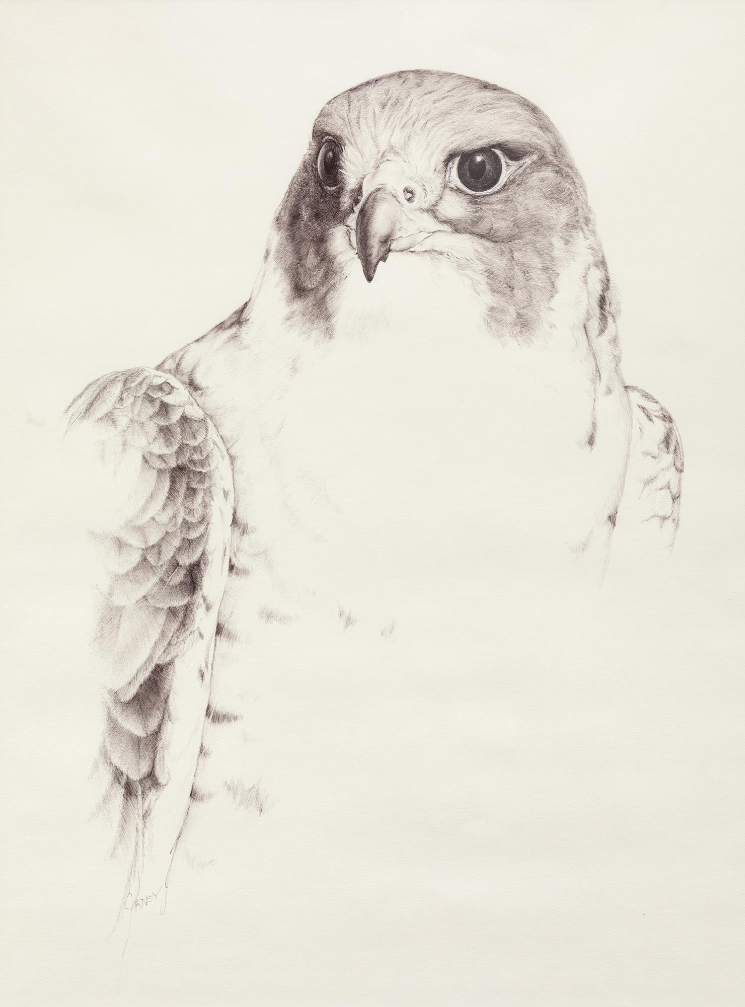 Falcon Crest
