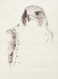 Falcon Crest
