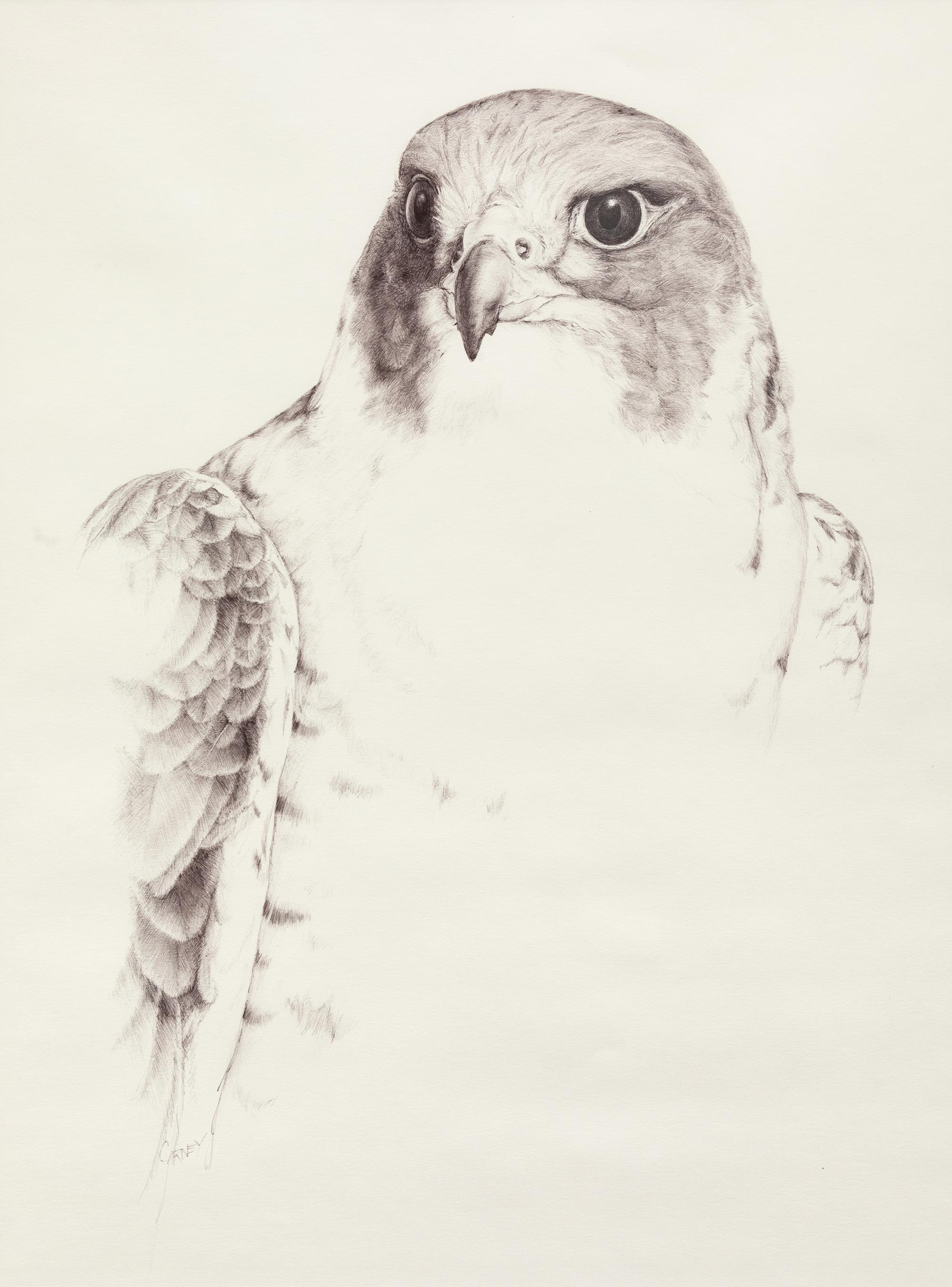Falcon Crest