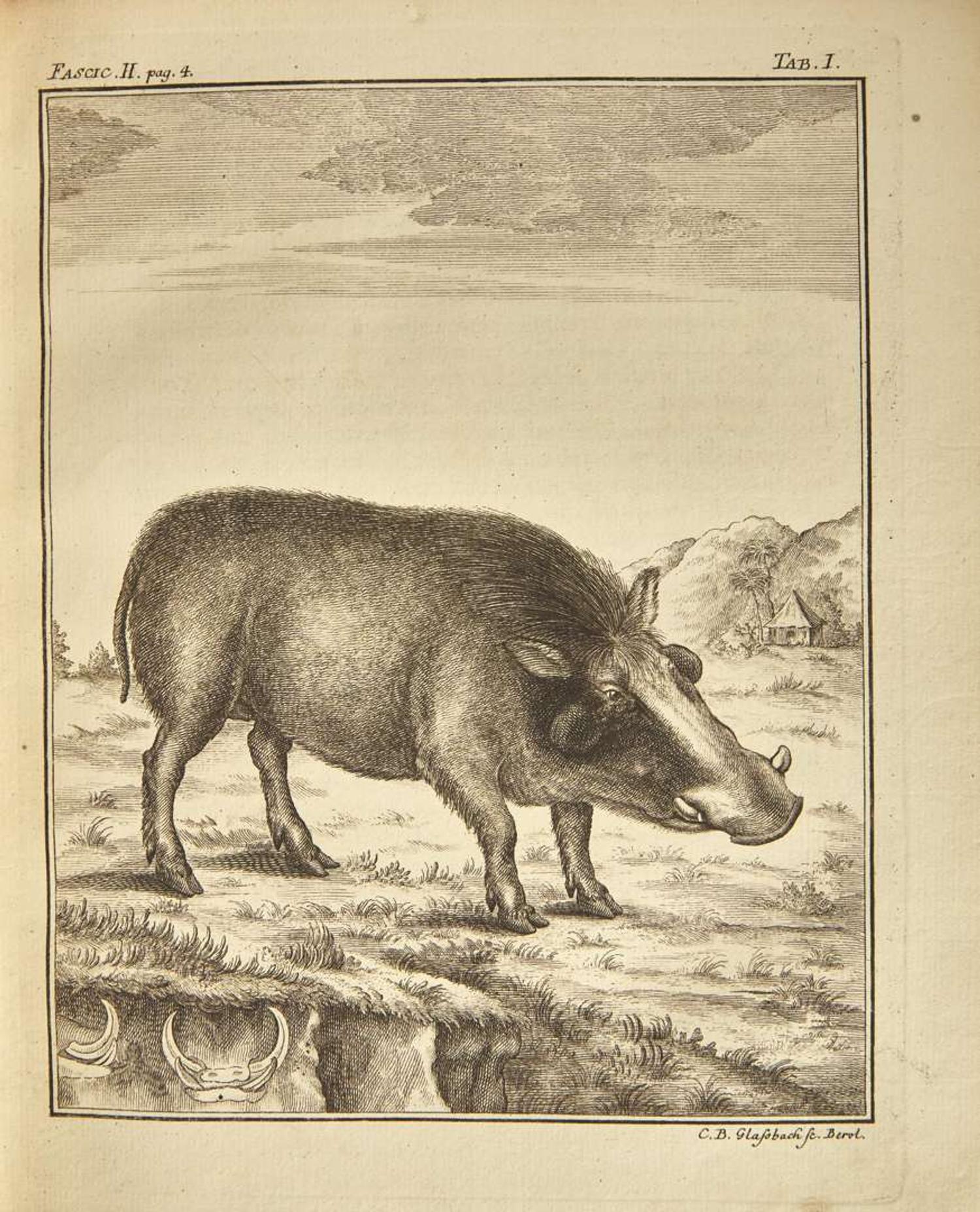 [Natural History] Pallas, P(eter).S(imon).: Spicilegia Zoologica...