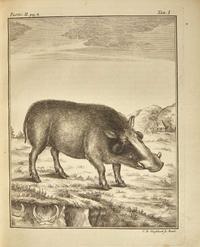 [Natural History] Pallas, P(eter).S(imon).: Spicilegia Zoologica...