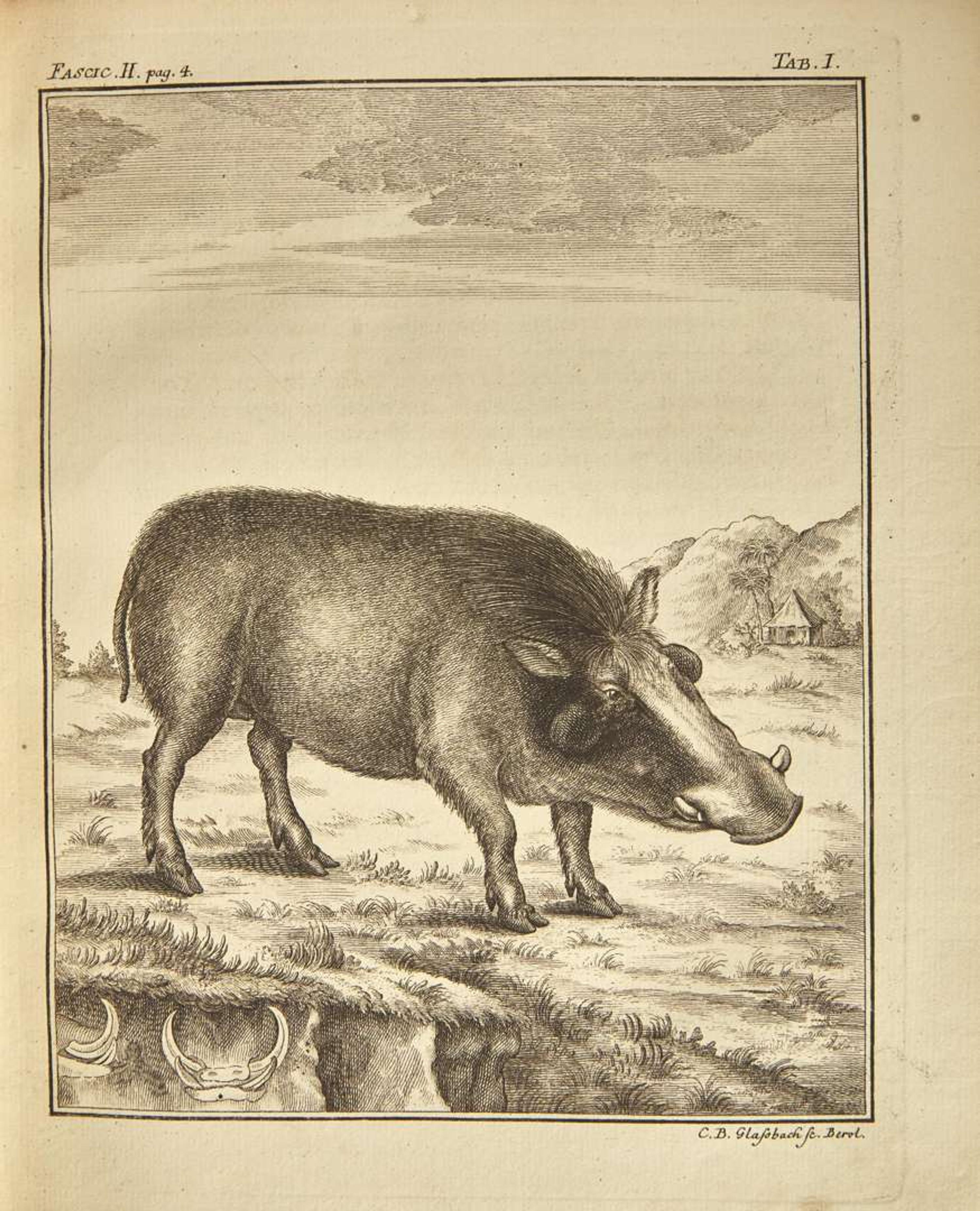 [Natural History] Pallas, P(eter).S(imon).: Spicilegia Zoologica...