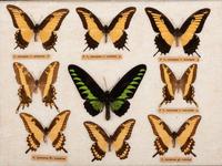 Three Framed Groups of Lepidopterological Specimens