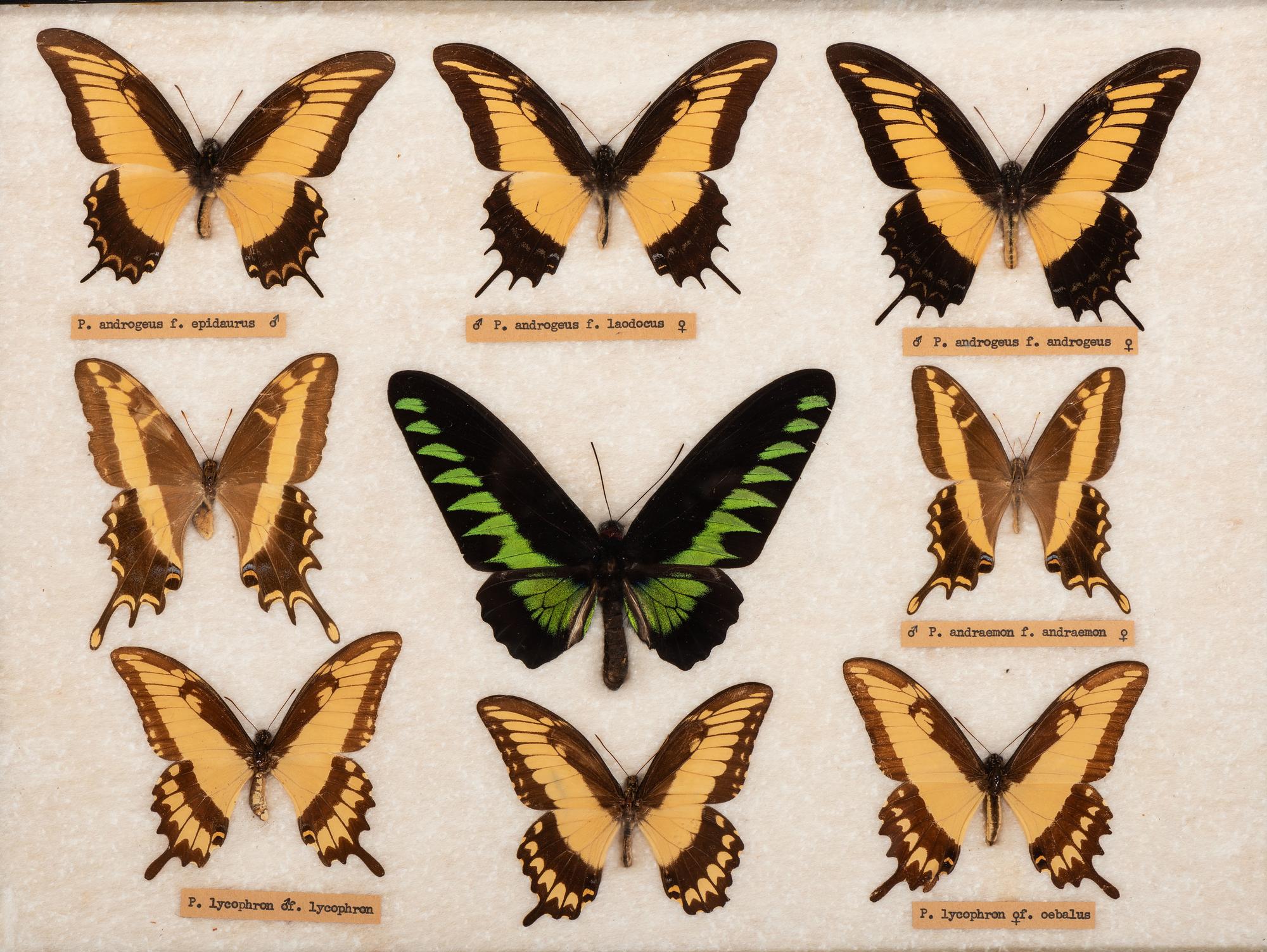 Three Framed Groups of Lepidopterological Specimens