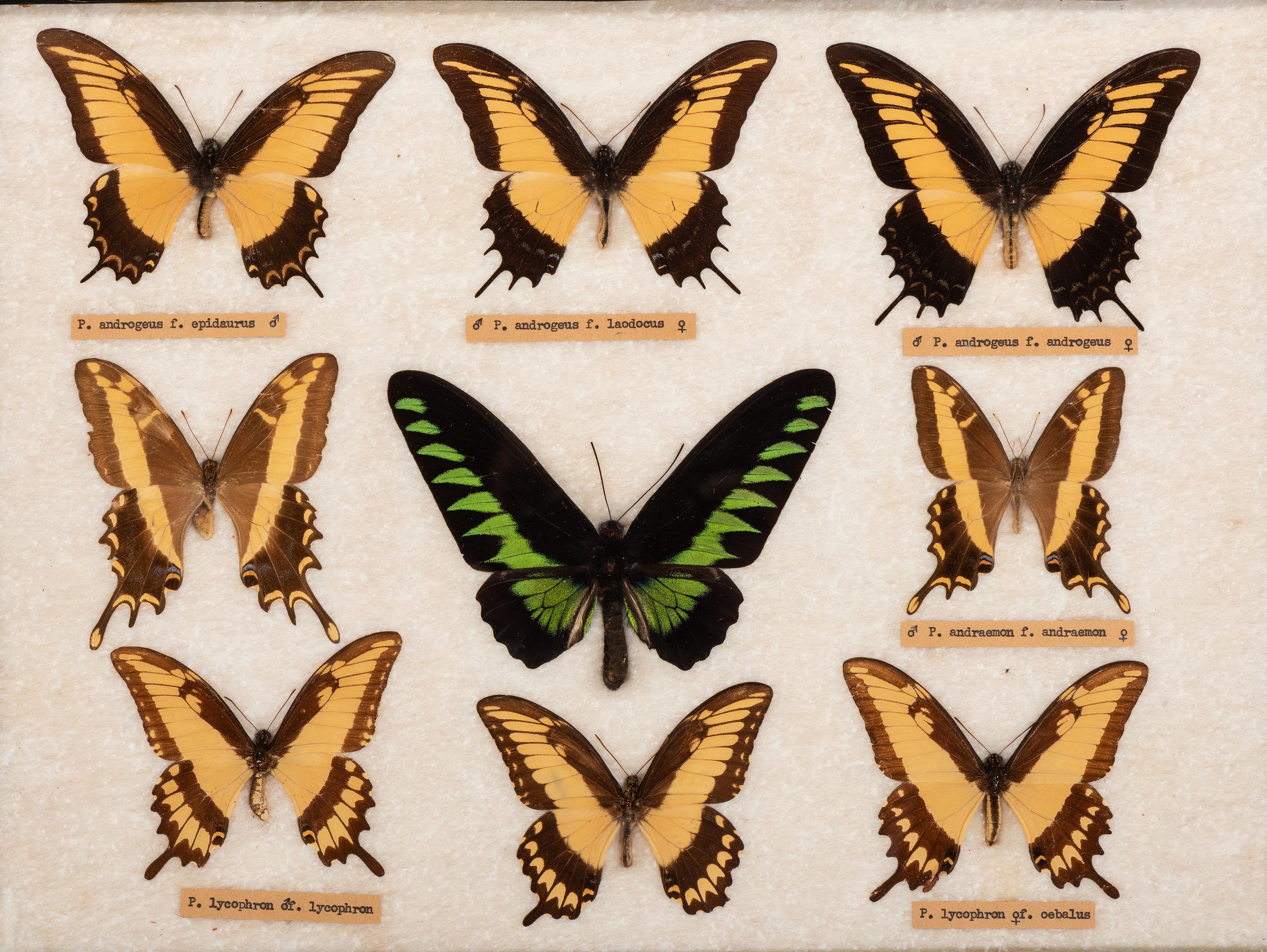 Three Framed Groups of Lepidopterological Specimens