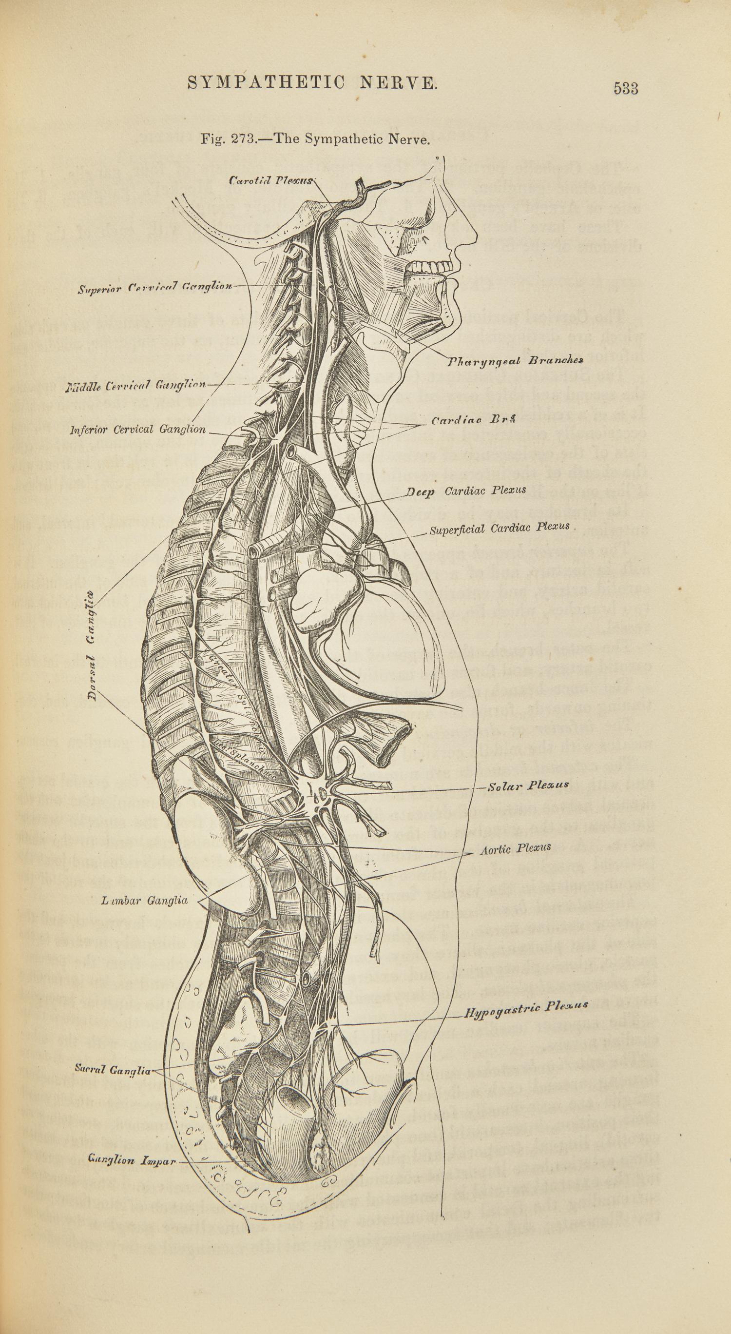 [Science, Medicine & Mathematics] Gray, Henry. Anatomy, Descriptive and Surgical
