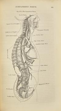 [Science, Medicine & Mathematics] Gray, Henry. Anatomy, Descriptive and Surgical