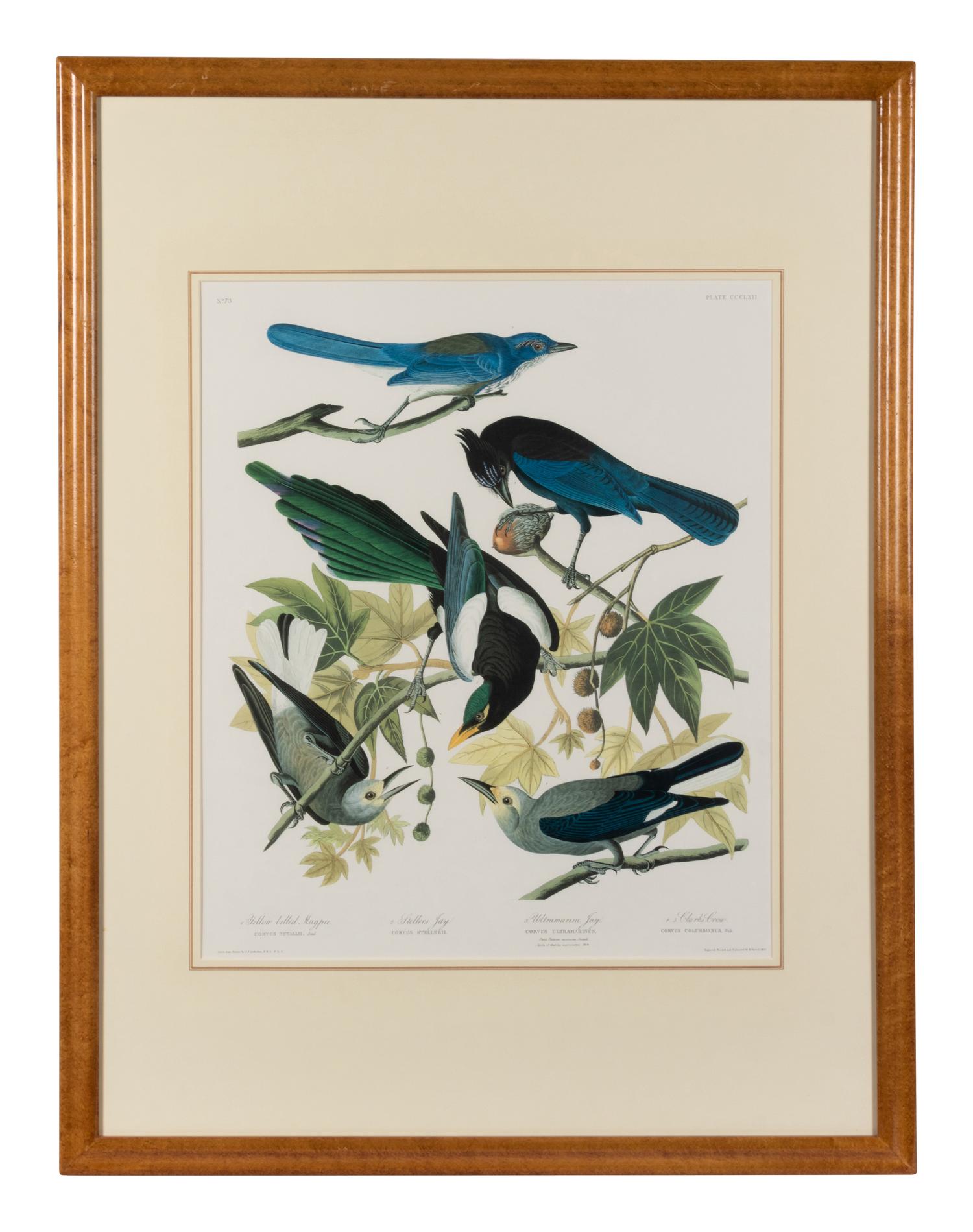 [AUDUBON]. Yellow-bellied Magpie - Strollers Jay - Ultramarine Jay - Clark's Crow. 20th century reproduction. Matted and framed.
