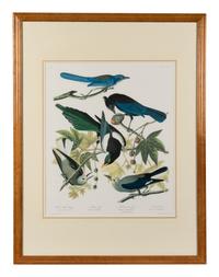 [AUDUBON]. Yellow-bellied Magpie - Strollers Jay - Ultramarine Jay - Clark's Crow. 20th century reproduction. Matted and framed.