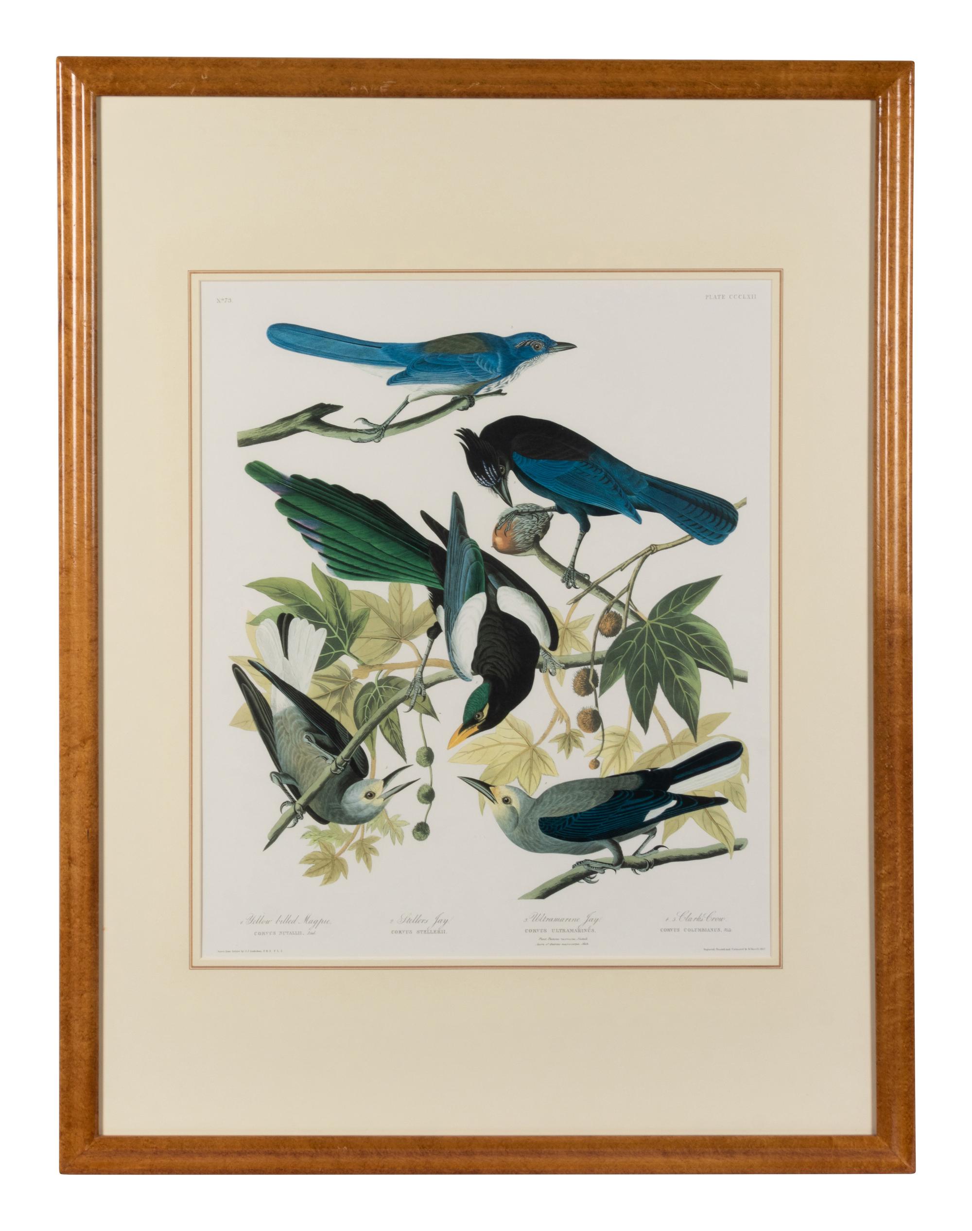 [AUDUBON]. Yellow-bellied Magpie - Strollers Jay - Ultramarine Jay - Clark's Crow. 20th century reproduction. Matted and framed.