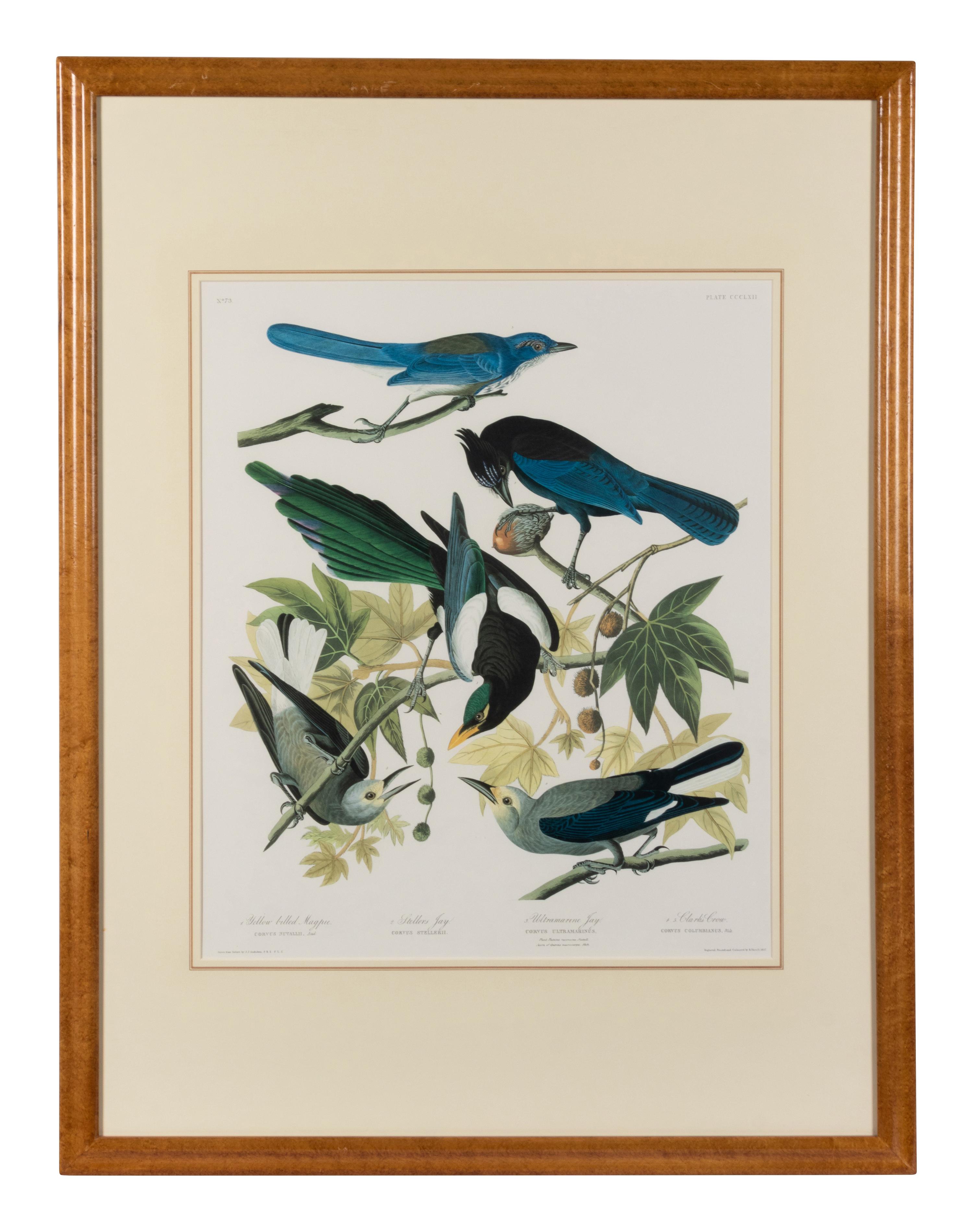 [AUDUBON]. Yellow-bellied Magpie - Strollers Jay - Ultramarine Jay - Clark's Crow. 20th century reproduction. Matted and framed.