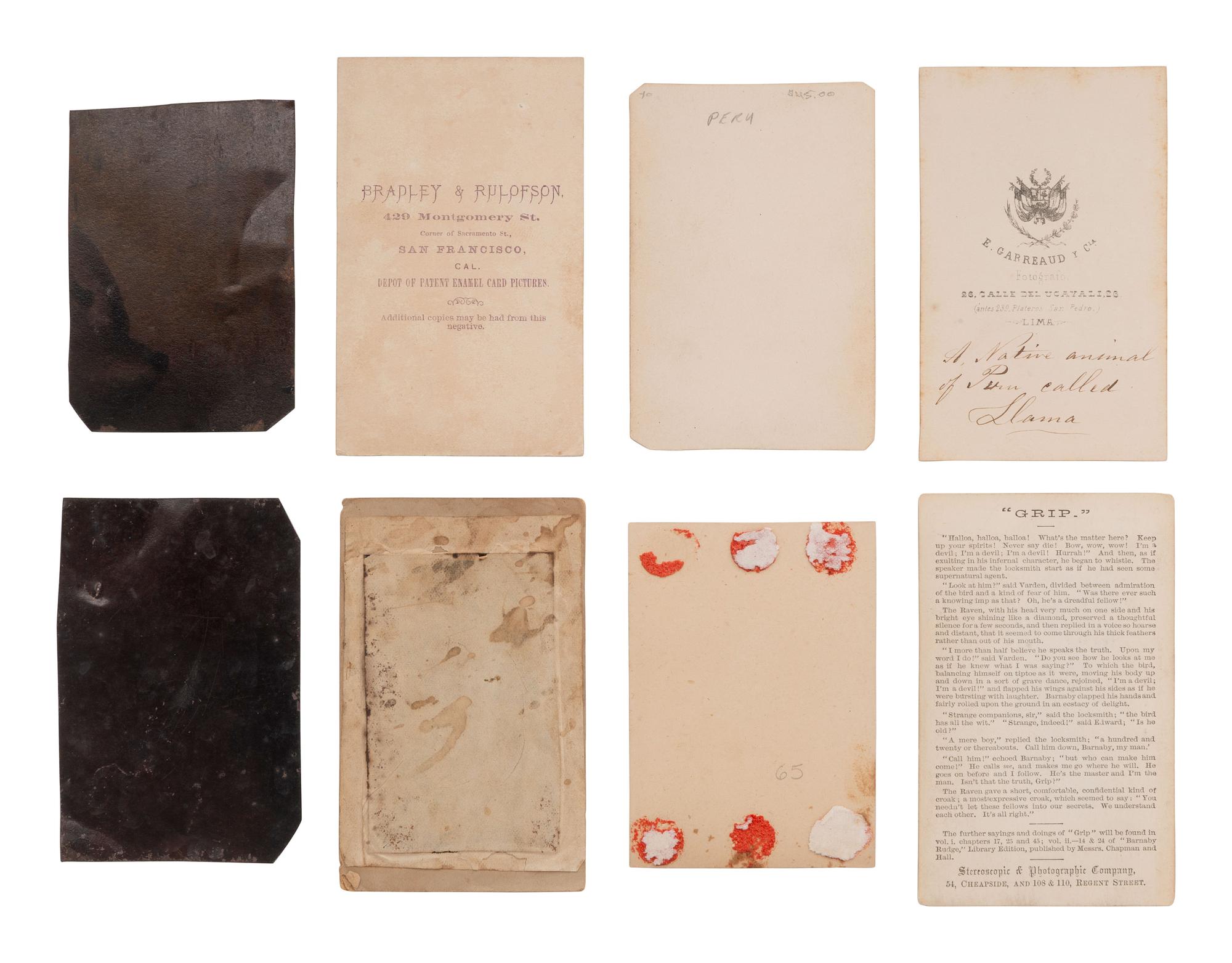 [EARLY PHOTOGRAPHY]. Assorted photographs of various animals incl. llamas, a weasel, a monkey, etc.