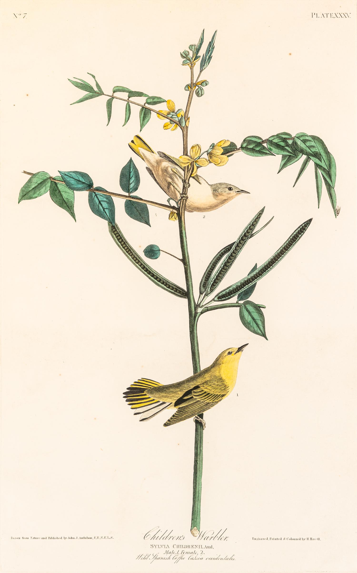 AUDUBON, John James (1785-1851)