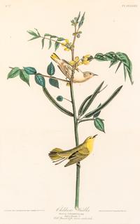 AUDUBON, John James (1785-1851)