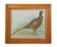 Five Handcolored Engravings of Birds Height 10 x width 8 inches (largest)