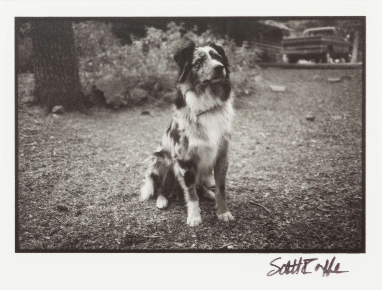 Five Photographs depicting Dogs of Various Breeds Largest: 9 1/2 x 12 inches.