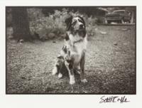 Five Photographs depicting Dogs of Various Breeds Largest: 9 1/2 x 12 inches.