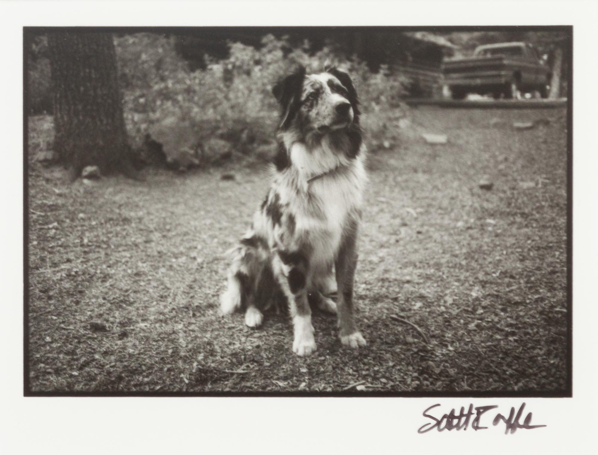 Five Photographs depicting Dogs of Various Breeds Largest: 9 1/2 x 12 inches.