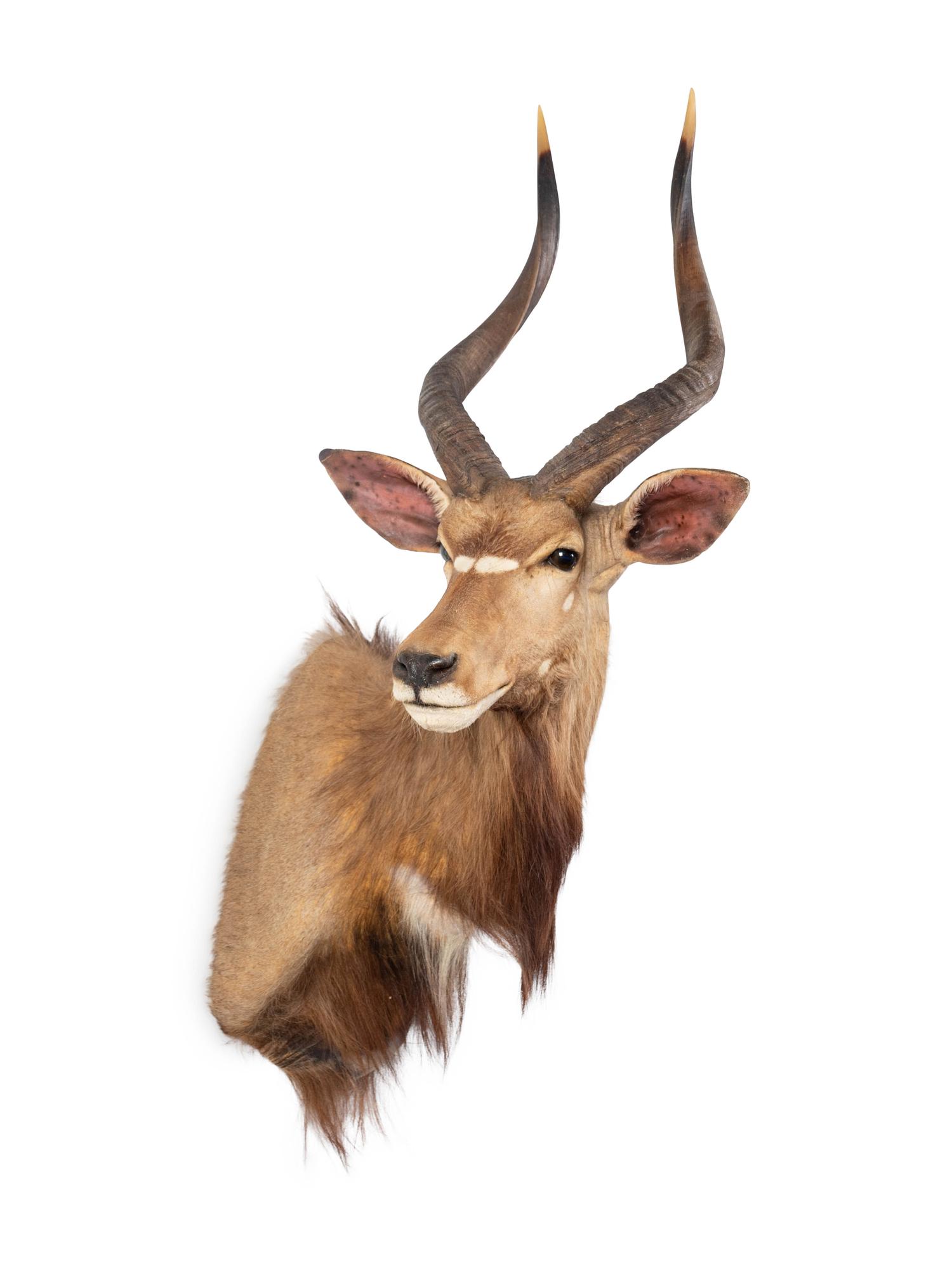 A Mounted Taxidermy Nyala Buck