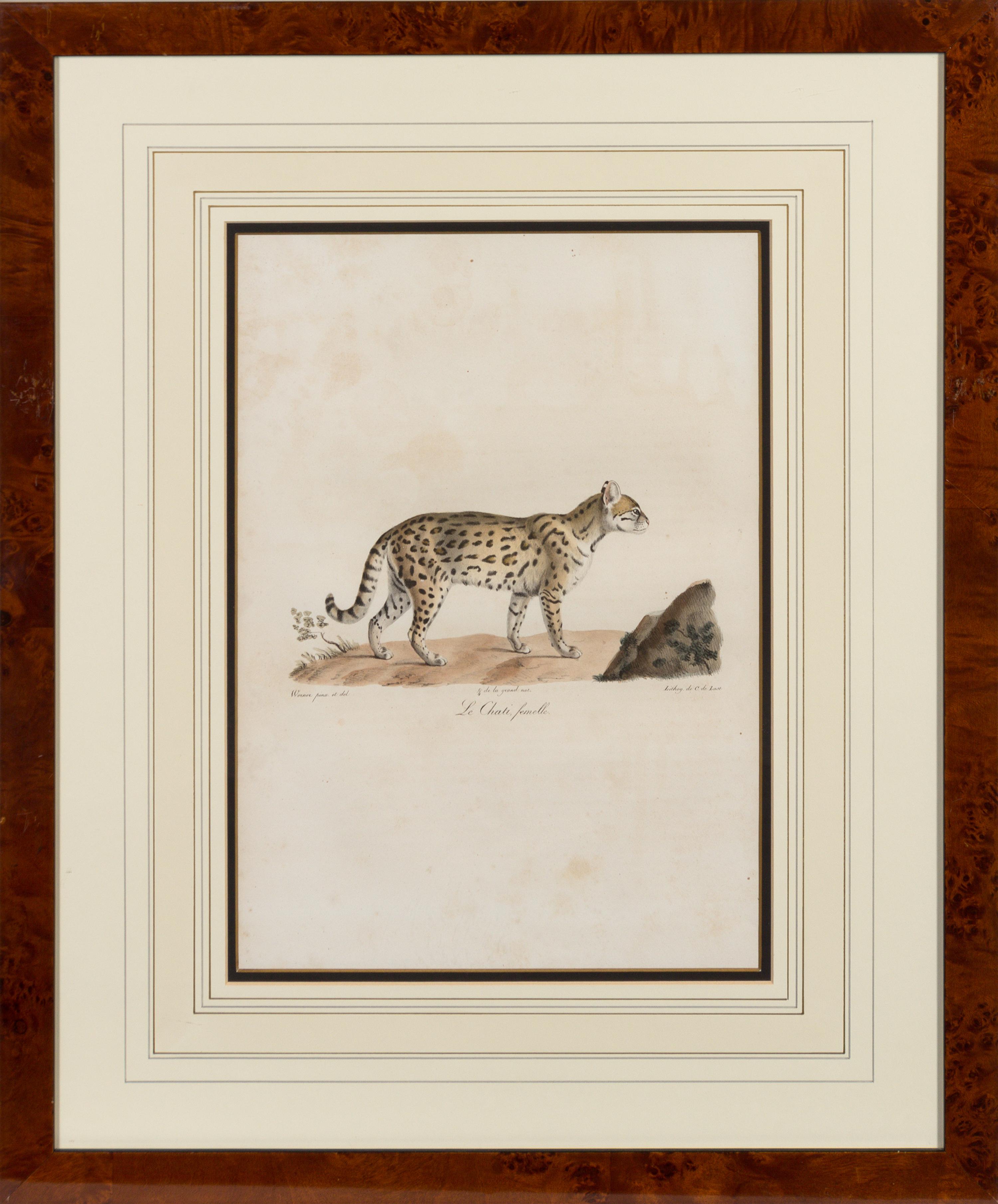 A Set of Six Animalier Prints 15 3/4 x 10 3/4 inches. — 19TH CENTURY