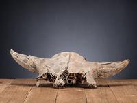 Plains Painted Bison Skull