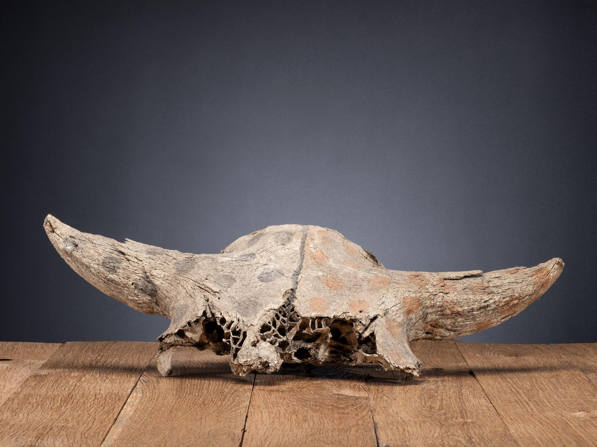 Plains Painted Bison Skull