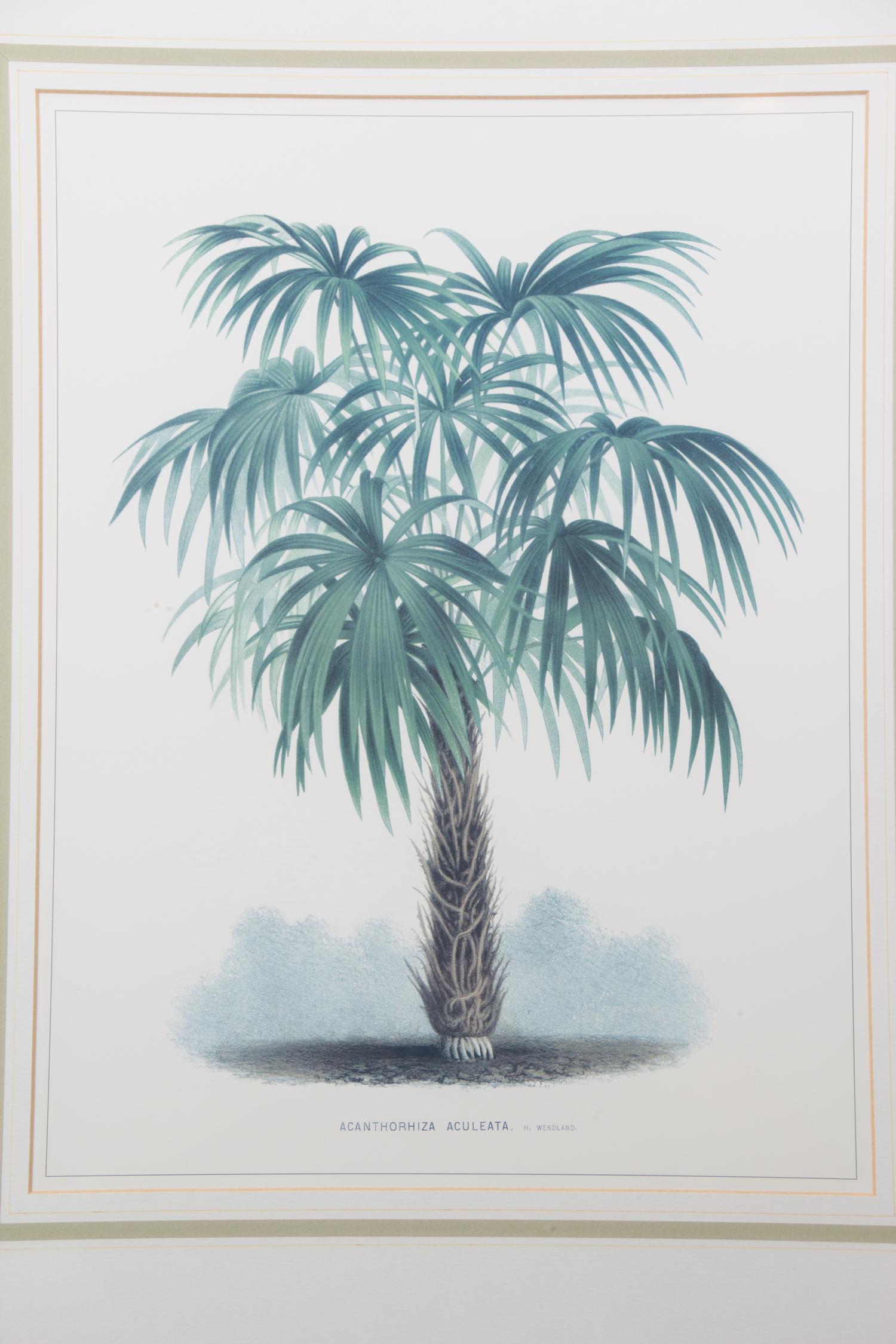 A Pair of Color Prints Depicting Palm Trees 16 1/2 x 12 1/2 inches. — 20TH CENTURY