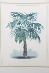 A Pair of Color Prints Depicting Palm Trees 16 1/2 x 12 1/2 inches. — 20TH CENTURY
