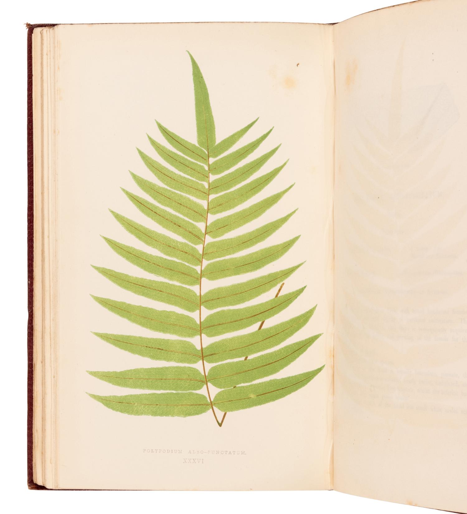 [NATURAL HISTORY]. LOWE, Edward Joseph (1825-1900). Ferns: British and Exotic . London: Groombridge and Sons, 1857-1862.