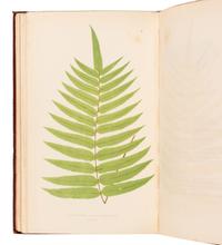 [NATURAL HISTORY]. LOWE, Edward Joseph (1825-1900). Ferns: British and Exotic . London: Groombridge and Sons, 1857-1862.