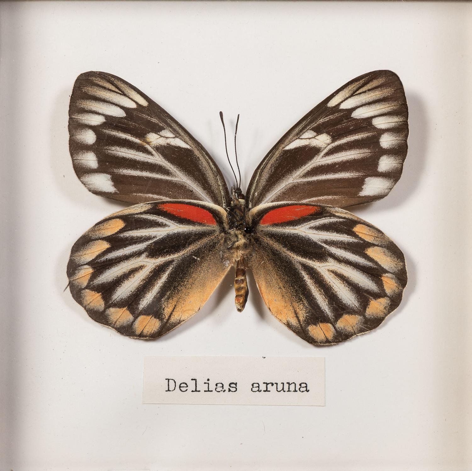 Thirty-One Framed Lepidopterological Specimens